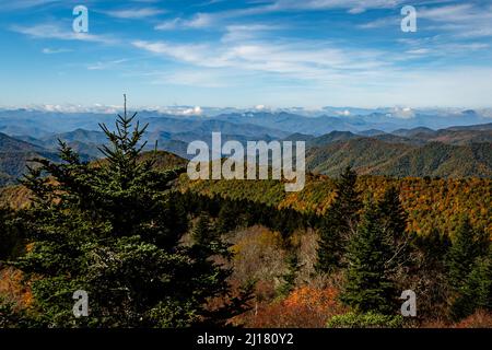 Un beau paysage avec des pins dans les Great Smoky Mountains Banque D'Images