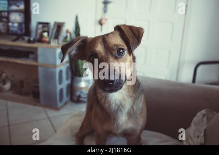 Le beau portrait d'un chien de Pinscher autrichien regardant un appareil photo Banque D'Images