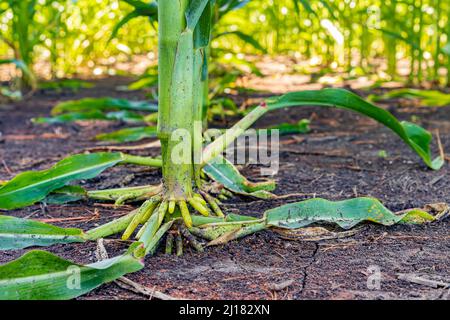 Racine de corntiges de la plante de maïs dans le champ de maïs. Agrisscience, agronomie, OGM et concept agricole Banque D'Images