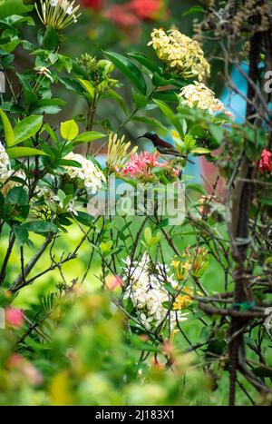 Une photo de sunbird aux rumpes de violet buvant le nectar d'une fleur de géranium de jungle dans un jardin Banque D'Images