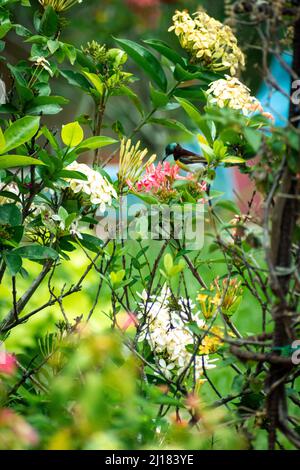 Une photo de sunbird aux rumpes de violet buvant le nectar d'une fleur de géranium de jungle dans un jardin Banque D'Images