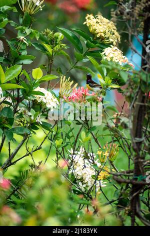 Une photo de sunbird aux rumpes de violet buvant le nectar d'une fleur de géranium de jungle dans un jardin Banque D'Images