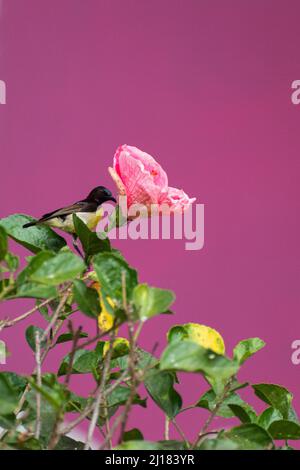 Une photo de sunbird aux rumpes de violet buvant le nectar d'une fleur de géranium de jungle dans un jardin Banque D'Images