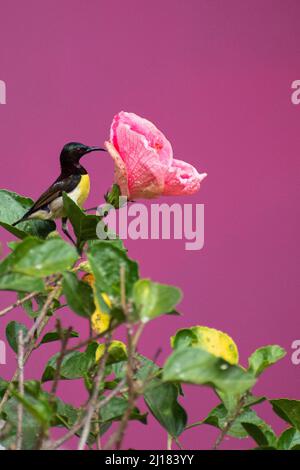 Une photo de sunbird aux rumpes de violet buvant le nectar d'une fleur de géranium de jungle dans un jardin Banque D'Images