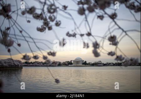 Washington, États-Unis. 23rd mars 2022. Le Jefferson Memorial est vu à travers les cerisiers en fleurs à Washington, DC, le mercredi 23 mars 2022. Le Service des parcs nationaux a annoncé le pic de floraison des fleurs lundi, soit 10 jours avant la moyenne de 30 ans de mars 31. Photo de Bonnie Cash/UPI Credit: UPI/Alay Live News Banque D'Images