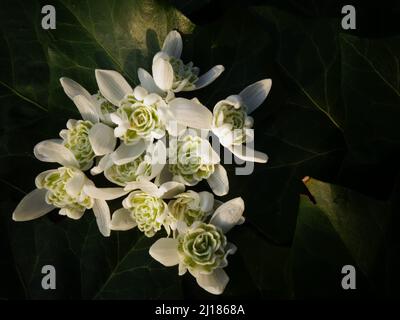 Magnifiques gouttes de neige blanches sur le congé de lierre verte, les fleurs de Snowdrop symbolisent l'innocence, la pureté et l'espoir. Ivy symbolise la fertilité et la vie éternelle. Banque D'Images