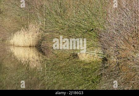 Paysage photographie arbre bordées de marges de voie navigable reflétant dans l'eau sur Shropshire et Worcester canal un British Waterways canal près de Tixall i Banque D'Images