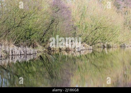 Paysage photographie arbre bordées de marges de voie navigable reflétant dans l'eau sur Shropshire et Worcester canal un British Waterways canal près de Tixall i Banque D'Images