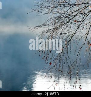 L'hiver, dans la vallée du Fair Oak, avec piscine et brume, arbre présentant des restes de feuilles d'automne teintes et teintes sur la région de Cannock Chase AONB. Banque D'Images