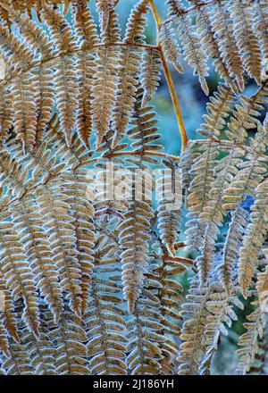 Feuilles d'une Fern sauvage Pteridium Aquiliinum communément connu sous le nom de Bracken avec des frondes d'or en bronze dépoli à la fin de l'automne Banque D'Images