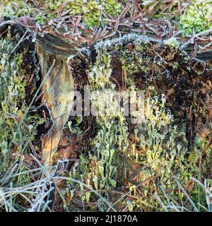 Forêt detritus semi résumé gros plan de la variété de feuilles de pin déchue, fundi, Moss, et Pixie Cup Lichen, sur la bosse d'arbre en automne Banque D'Images