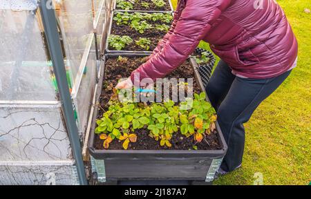 Gros plan de la femme coupant des ciseaux de jardinage arbustes de fraise dans le jardin le froid jour d'automne. Suède. Banque D'Images