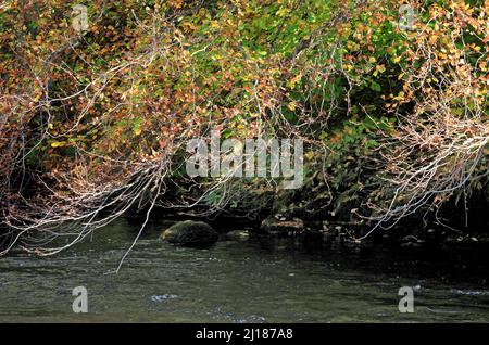 Feuillus et mixtes contenant de nombreux arbres de Beech en cours d'exécution à côté de l'Afon Llugwy dans les belles forêts et les bois de la Gwydy Banque D'Images