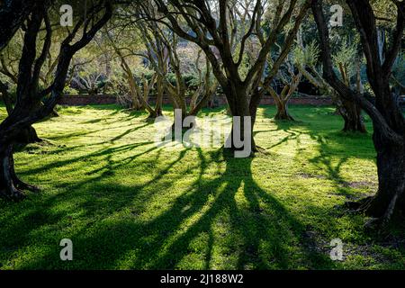 san franisco, californie, états-unis Banque D'Images