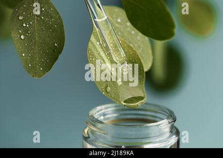 Macro-shot de belle feuille et pipette, chute de médicament tomber dans le pot. Extrait d'huile essentielle d'herbes médicinales Banque D'Images