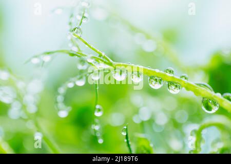 Gros plan des pousses de pois micro-verts avec des gouttes d'eau. Frash pousses crues, micro verts, concept alimentaire sain Banque D'Images