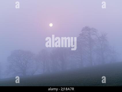 La lune de cadre est entourée d'un petit groupe d'arbres tandis que l'aube ajoute une teinte pourpre au paysage de brume enveloppé de Lower Wharfedale au printemps. Banque D'Images