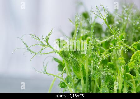 Gros plan des pousses de pois micro-verts. Frash pousses crues, micro verts, concept alimentaire sain Banque D'Images