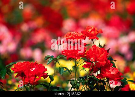 Roses rouges, dans jardin de roses, Banque D'Images