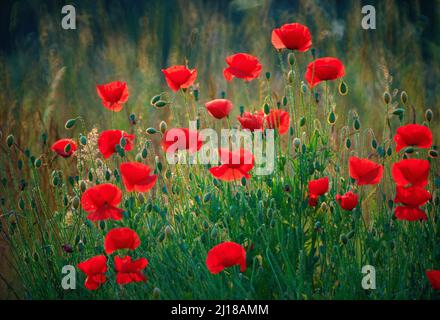 coquelicots sauvages, Banque D'Images