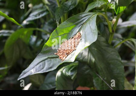 Pesticides biologiques dans l'agriculture en utilisant de minuscules insectes. Lutte antiparasitaire intégrée. Banque D'Images