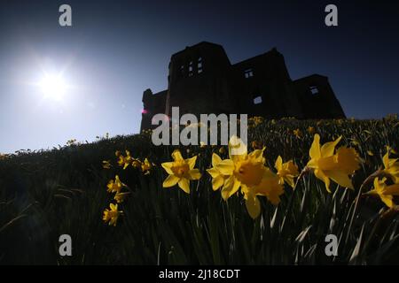 Château de Warkworth à Northumberland & Daffodils, Royaume-Uni, 23rd mars 2022, crédit : DEW/Alamy Live News Banque D'Images