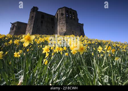 Château de Warkworth à Northumberland & Daffodils, Royaume-Uni, 23rd mars 2022, crédit : DEW/Alamy Live News Banque D'Images