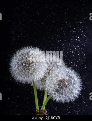 Trois pissenlits ronds blancs et moelleux avec gouttes d'eau de pluie sur fond d'étoile noire, gros plan. Tête ronde de plantes d'été avec des graines en forme de parapluie Banque D'Images