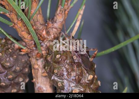 Kiefernwanze, Kiefernwanze, Amerikanische Zapfenwanze, Nordamerikanische Zapfenwanze, Leptoglossus occidentalis, boisseau de graines de conifères de l'ouest Banque D'Images
