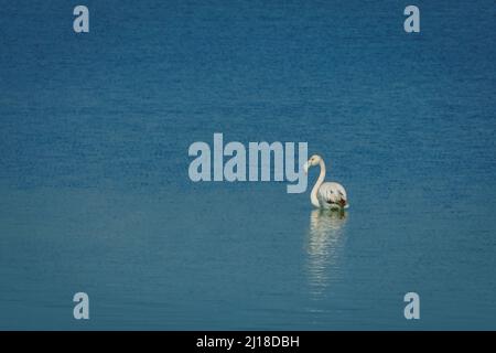 Flamants dans le parc régional de Salinas y Arenales del Mar Menor. Murcie. Espagne. Banque D'Images