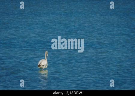 Flamants dans le parc régional de Salinas y Arenales del Mar Menor. Murcie. Espagne. Banque D'Images