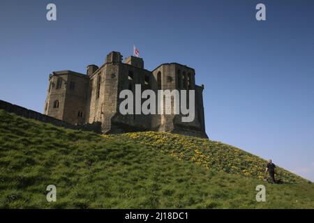 Château de Warkworth à Northumberland & Daffodils, Royaume-Uni, 23rd mars 2022, crédit : DEW/Alamy Live News Banque D'Images