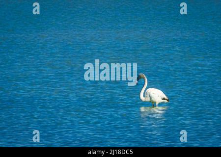 Flamants dans le parc régional de Salinas y Arenales del Mar Menor. Murcie. Espagne. Banque D'Images