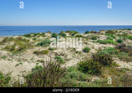 Parc régional des salins et des bancs de sable de la Mar Menor. Murcie. Espagne. Banque D'Images