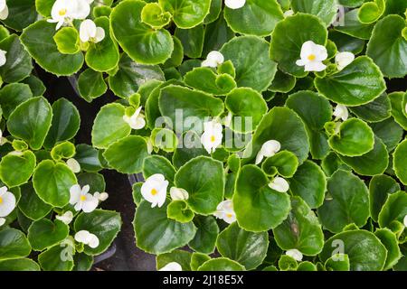 Begonia cucullata. Des fleurs blanches en pot sont dans une serre le jour ensoleillé, vue de dessus Banque D'Images