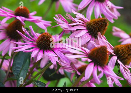 Echinacea purpurea aussi connu sous le nom de conefère pourpre de l'est, conefère pourpre, conefère de hérisson, ou échinacée. Photo macro de fleurs roses Banque D'Images