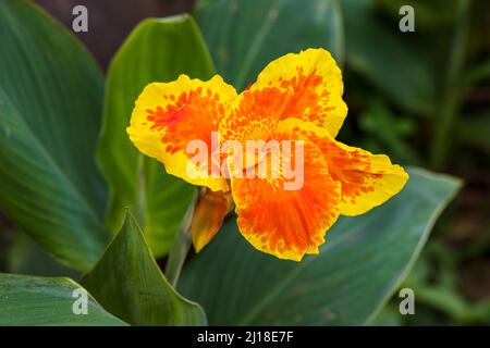 Le Canna ou le nénuphars est le seul genre de plantes à fleurs de la famille des Cannacées. Photo macro fleur lumineuse Banque D'Images