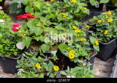 Sanvitalia procumbens. Les fleurs jaunes en pot sont dans une serre le jour ensoleillé, photo de gros plan avec un foyer doux sélectif Banque D'Images