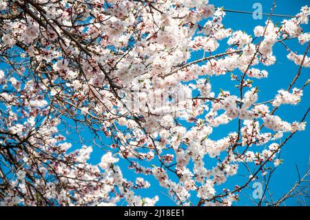 Cerisiers en fleurs dans la chaîne de montagnes Krakoram sur le chemin de la montagne K2 Banque D'Images