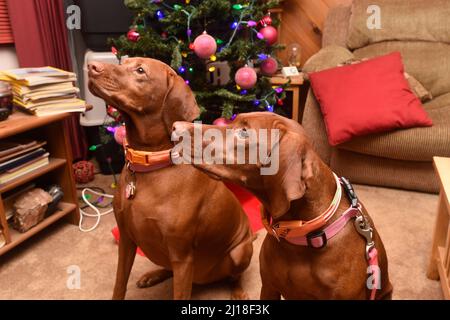 Shasta et Elsa à Noël Banque D'Images