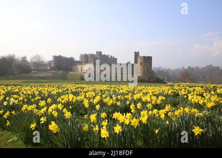 Château d'Alnwick, Northumberland. 23rd mars 2022. Météo au Royaume-Uni : le château d'Alnwick dans le Northumberland avec des jonquilles au printemps arrive en Grande-Bretagne. Credit: DEW/Alamy Live News Banque D'Images