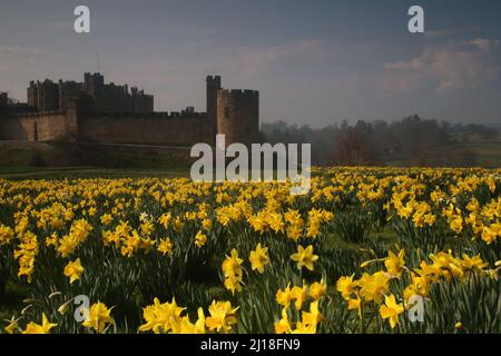 Château d'Alnwick, Northumberland. 23rd mars 2022. Météo au Royaume-Uni : le château d'Alnwick dans le Northumberland avec des jonquilles au printemps arrive en Grande-Bretagne. Credit: DEW/Alamy Live News Banque D'Images