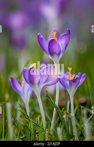 Magnifiques fleurs de crocodiles, arrière-plan naturel printanier en plein air Banque D'Images