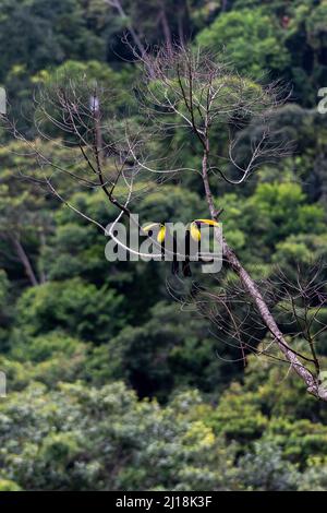 Belle vue rapprochée d'un Toucan sauvage dans la forêt tropicale naturelle du Costa Rica sous la pluie Banque D'Images