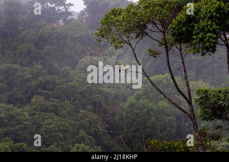 Belle vue rapprochée d'un Toucan sauvage dans la forêt tropicale naturelle du Costa Rica sous la pluie Banque D'Images