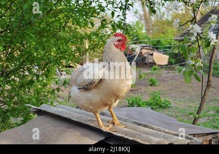 Portrait en gros plan d'un poulet sur une cour de ferme. Une volaille blanche avec un peigne rouge ressemble avec curiosité. Banque D'Images