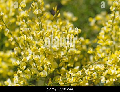 Genêts en fleur, Cytisus scoparius, au printemps Banque D'Images