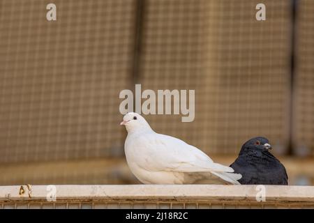 Deux pigeons blancs et noirs sont assis dans leur nid. Banque D'Images