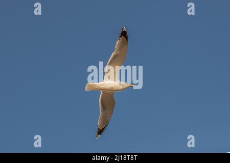 Un mouette blanche volant dans l'air Banque D'Images