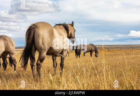 gros plan sur le cheval grullo gratuit.Vue sur la rue, photo de voyage, mise au point sélective. Banque D'Images